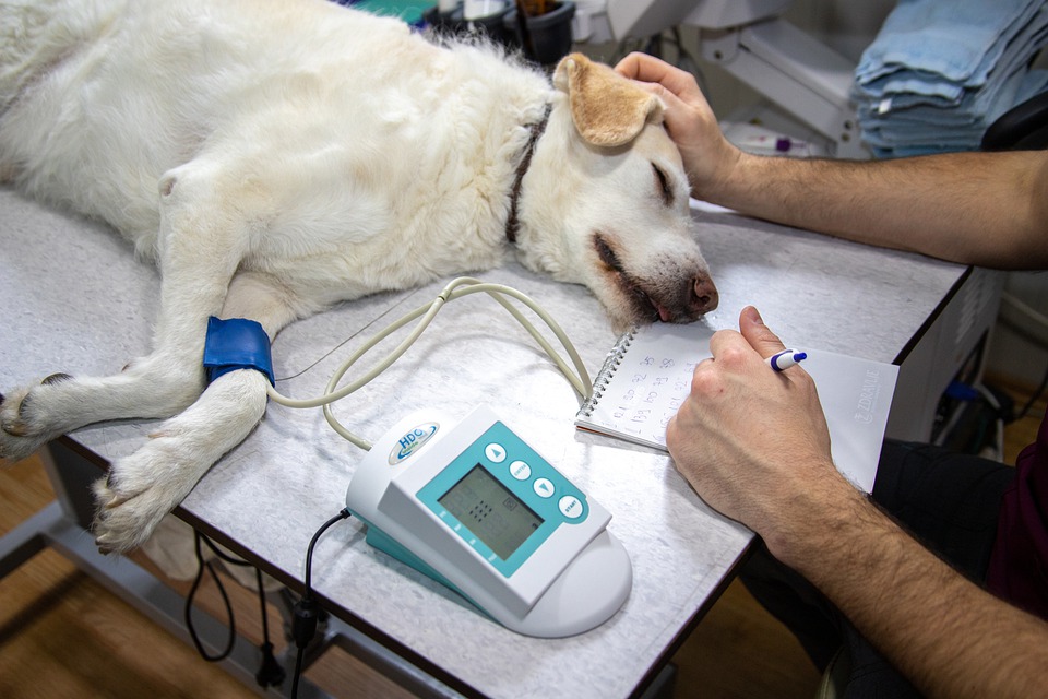 Ecg Blood Pressure Pressure Measurement Veterinary