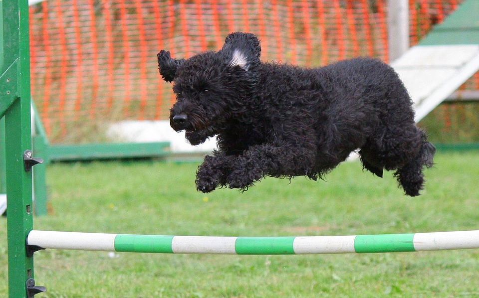 Animal Breed Course Training Dog Jumping Agility